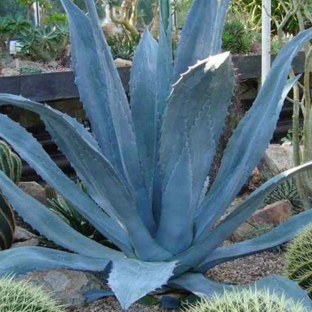 Maguey / agave / blue agave